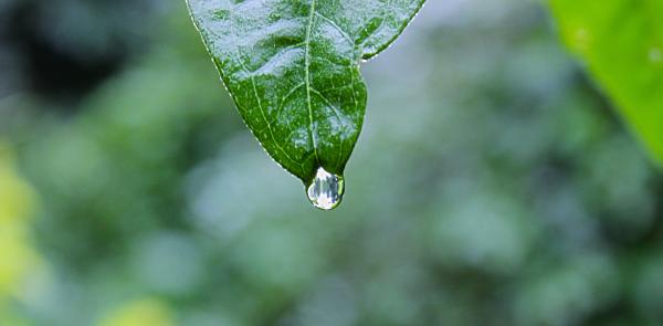 focus nature leaf